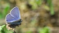 Blue Carnera Butterfly, Plebejus melissa samuelis on a pink flower.