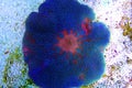 Blue Carpet Anemone - Stichodactyla gigantea