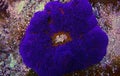 Blue Carpet Anemone - Stichodactyla gigantea