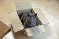 blue cat of the American Burmese breed sits in a cardboard box for moving to a new home. .Housing rental Royalty Free Stock Photo