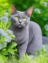 blue cat with green eyes in the garden illustration Royalty Free Stock Photo