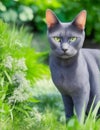 blue cat with green eyes in the garden illustration Royalty Free Stock Photo