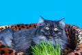 Blue cat with yellow eyes eats grass