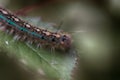 Blue Caterpillar on a leaf Royalty Free Stock Photo
