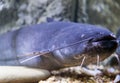 Blue catfish in aquarium near glass Royalty Free Stock Photo