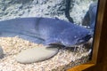Blue catfish in aquarium near glass Royalty Free Stock Photo