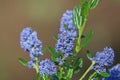 Blue Ceanothus flower bloom in the garden Royalty Free Stock Photo