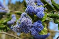 Blue ceanothus flowers Royalty Free Stock Photo