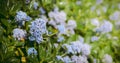 Blue Ceanothus Royalty Free Stock Photo