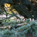 Blue Cedar branches with fruit cones, Cedrus atlantica `Glauca`