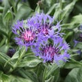 Blue Centaurea dealbata flower Royalty Free Stock Photo