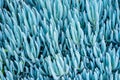 Blue Chalk Sticks Senecio serpens plant - cold toned background texture