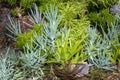 Blue chalksticks, and various echeveria and aloe plants in garden