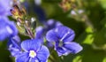 blue chamadris veronica flowers against green foliage background, selected focus Royalty Free Stock Photo