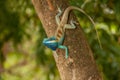 Blue chameleon on the tree