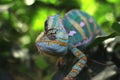 Blue chameleon posing