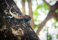 Blue chameleon on tree Royalty Free Stock Photo