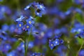 Blue charming small flowers