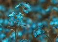 Blue charming small flowers, toned teal and orange