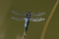 Blue chaser (Libellula fulva) Royalty Free Stock Photo