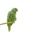 Blue-cheeked Amazon, Amazona dufresniana, blue-cheeked parrot, Dufresne`s amazon, a parrot native to Northern South-America.