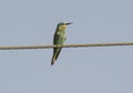 Blue Cheeked Bee Eater