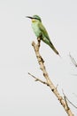 Blue Cheeked Bee-Eater