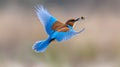 Blue-cheeked bee-eater in dynamic flight, carrying a captured insect, displaying blue wings against a soft background. Royalty Free Stock Photo