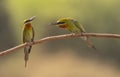 Blue-cheeked bee-eater Feeding Royalty Free Stock Photo