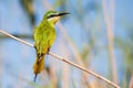 Blue Cheeked Bee Eater in light South Africa