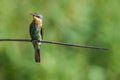 Blue Cheeked Bee Eater in light South Africa