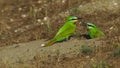 Blue-cheeked bee-eater Merops persicus in Azerbaijan Royalty Free Stock Photo