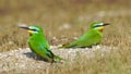 Blue-cheeked bee-eater Merops persicus in Azerbaijan Royalty Free Stock Photo