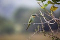 Blue-cheeked bee-eater, Merops persicus, Satara, Maharashtra Royalty Free Stock Photo