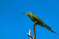 Blue-cheeked bee-eater or Merops persicus sits on the branch Royalty Free Stock Photo