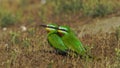 Blue-cheeked bee-eater Merops persicus in Azerbaijan Royalty Free Stock Photo