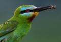 Blue cheeked bee eater with preyed Honey bee