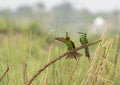 Blue cheeked bee-eater Royalty Free Stock Photo