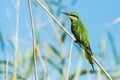 Blue Cheeked Bee Eater South Africa birds