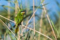 Blue Cheeked Bee Eater South Africa birds