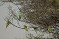 Blue-cheeked bee-eaters Merops persicus on a tree