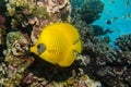 Blue cheeked butterflyfish Royalty Free Stock Photo