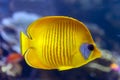 Blue-cheeked fish Chaetodon semilarvatus, a species of butterflyfish of mostly yellow Royalty Free Stock Photo