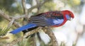 Blue cheeked rosella in outback Queensland