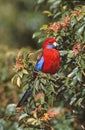 Blue-cheeked rosella, Platycercus elegans Royalty Free Stock Photo