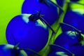 blue cherry tomato in neon light Royalty Free Stock Photo
