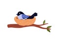 Blue chick hatches eggs in the nest on the tree branch, cute bird family house, vector cartoon nature wildlife, nestling Royalty Free Stock Photo