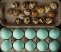 Blue chicken and plain qual eggs assortment incarton box, top view Royalty Free Stock Photo