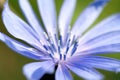 Blue chicory flower closeup Royalty Free Stock Photo