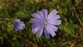 Blue chicory flower in full bloom Royalty Free Stock Photo